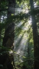 Wilderness survival documentary reference image 3
